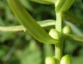 Lilium bulbiferum subsp. bulbiferum